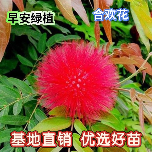红合欢花苗盆栽花卉朱缨花树苗红绒球阳台庭院绿化四季开花绿植物