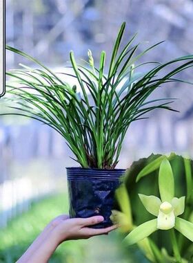 【铁骨素12苗带5至8花苞】四季开花原盆原土浓香型兰花客厅细叶兰
