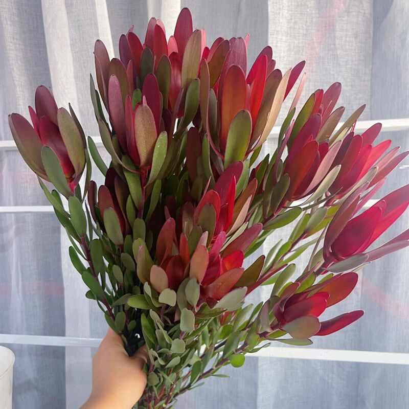 南非进口木百合鲜花可做干花家庭插花水养花卉基地直批
