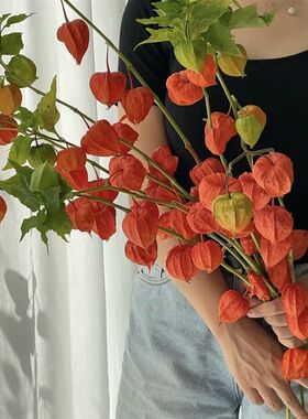 【云花甄选】酸浆果鲜切枝可做干花办公桌面家居客厅摆件果实类花