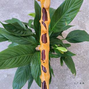 对木阴棍残疤檬子木降节龙木户外登阳山住行手杖F96M7M55健身把玩