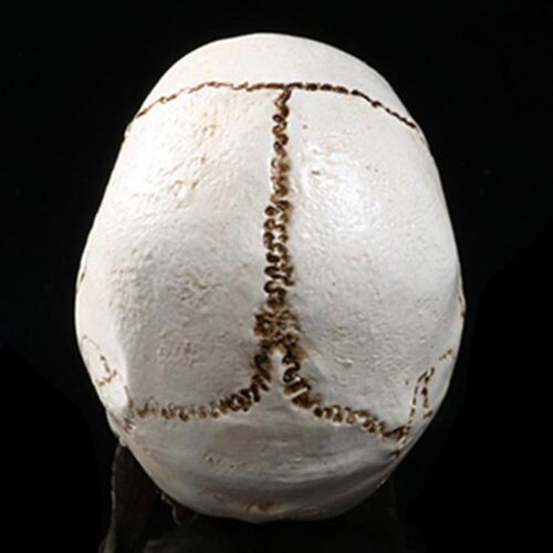 Human Head Replica Resin Divided 3D Skull Mould for Hallowee