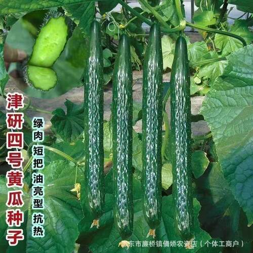 New Jinyan No. 4 cucumber seeds with green skin and flesh,
