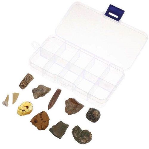 10 Pcs Biological Specimens Desktop Ornament Simulation