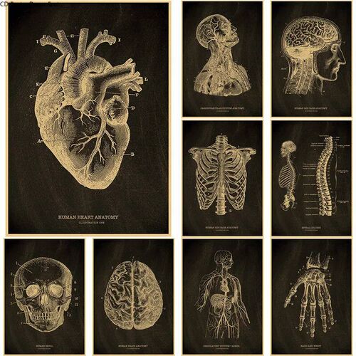 Anatomical Skeleton Chalkboard Poster Kraft Paper Posters DI