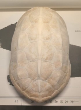 甲骨文龟壳雕刻天然真乌龟壳专用龟甲骨学生描绘涂色脱皮文教用品