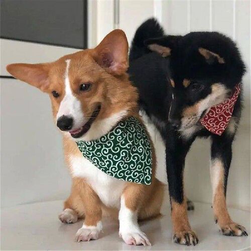 Waterproof Saliva Napkin Shiba Inu Practical Pet Party