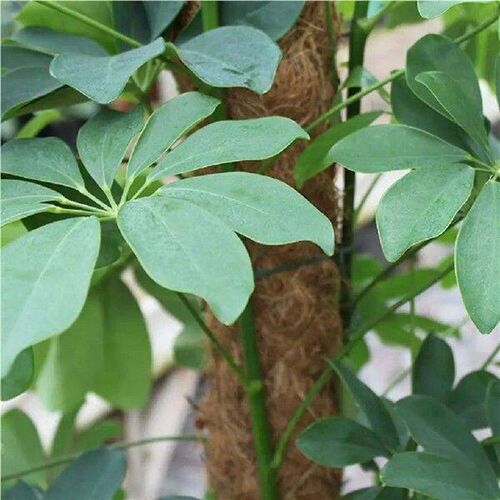 50cm Plant Climbing Stick Coconut Strut Support Rod Poles