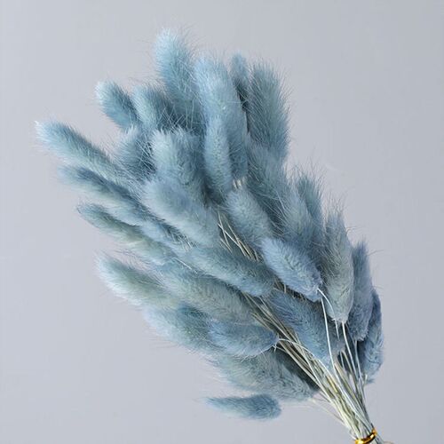 Natural Dried Flowers Lagurus Ovatus Grass White Black Grey