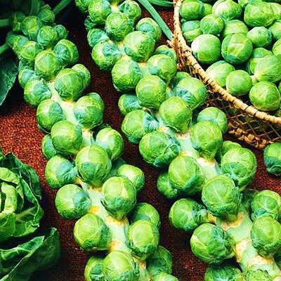 Spore cabbage, spore cabbage, seed seedlings, vegetable see