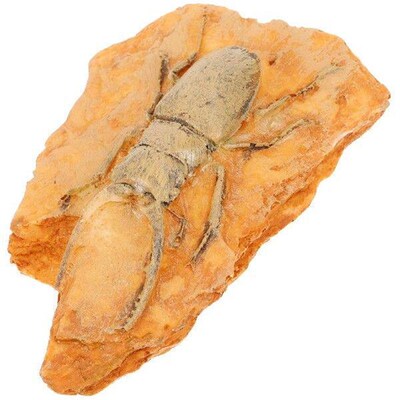 Insect Specimen for Teaching Science Paleontological Decor