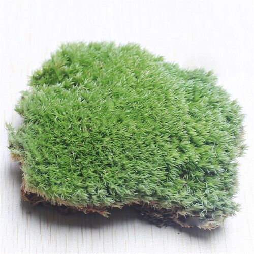 Moss Micro-landscape Air-dried//fresh White-haired Moss Smal