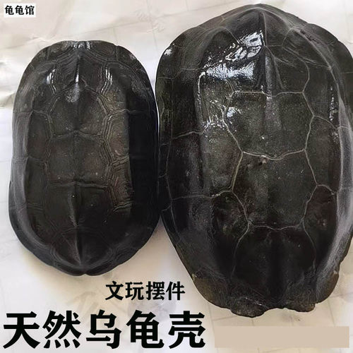 天然完整真墨龟草乌龟壳完整龟板六爻工具文玩手把挂摆件富甲天下