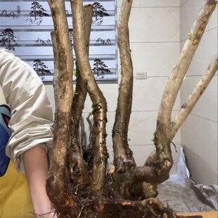 大别山映山红盆景素材桩新鲜造型多杆盆景生桩练手好活2-4杆随机