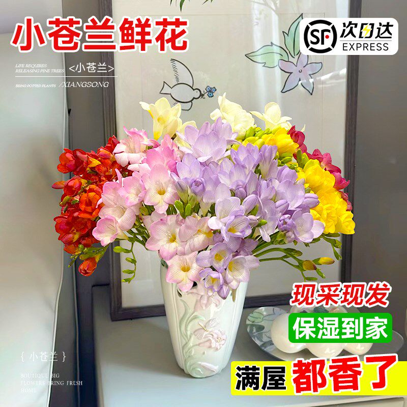小苍兰鲜花水培香雪兰鲜切花插瓶水养云南基地直发室内客厅花卉束