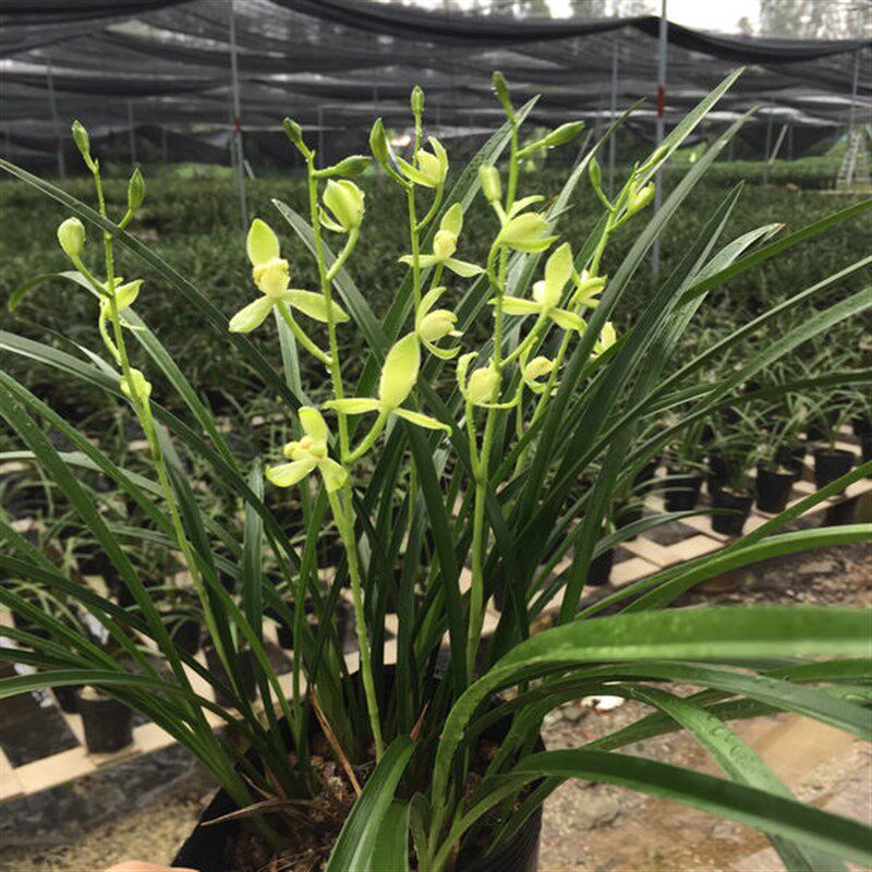 带叶芽 铁骨素梅 兰花苗 建兰四季兰 梅瓣素花 香味浓甜
