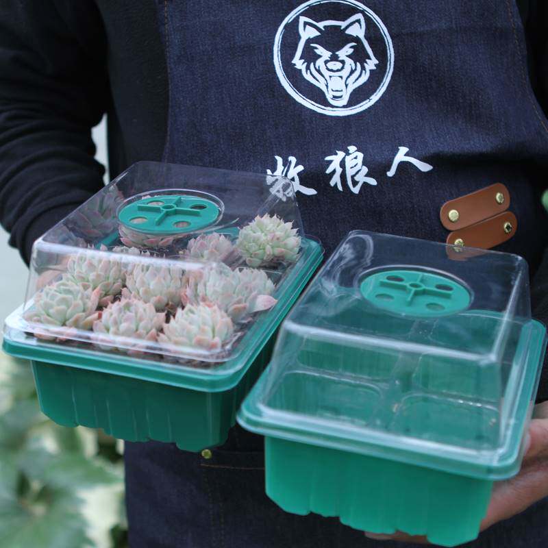 Wolf herder cutting and rearing seedg hole tray succulent - 实物图