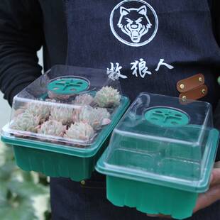 Wolf herder cutting and rearing seedg hole tray succulent