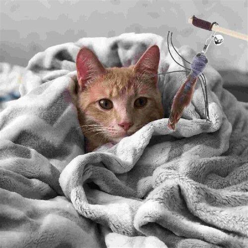 3pcs Kitten Wand Attachment Cat Teaser Replacement Insect