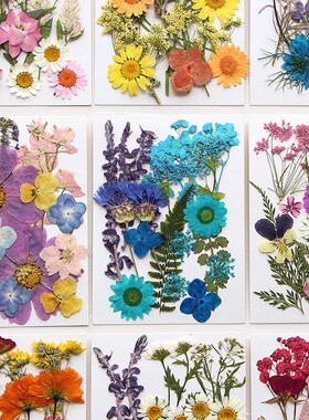 Dried Flower Set 16-19PCS Pack Pressed Real Natural Flowers