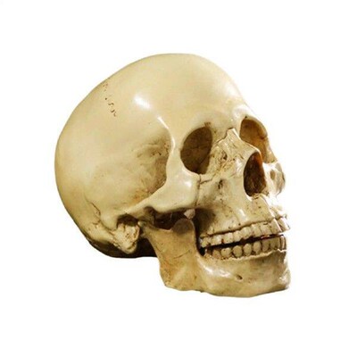 Human Skull Resin Art Teaching Model Realistic 1:1 Adult