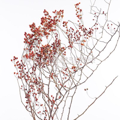 Mountain Rose Hip Dried Flower Arrangement Flower Materials