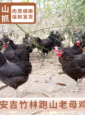 安吉竹林400天慢养老母鸡散养走地跑山鸡新鲜现杀