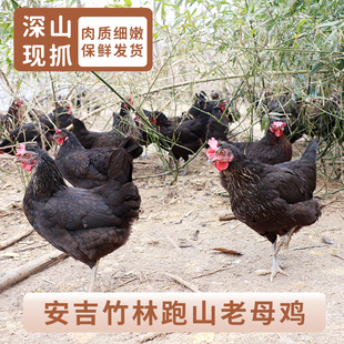 安吉竹林400天慢养老母鸡散养走地跑山鸡新鲜现杀