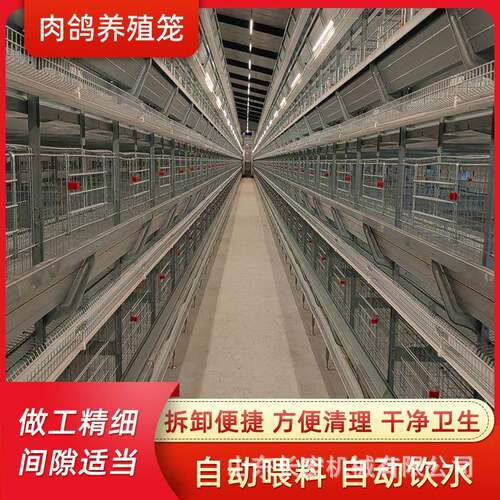 肉鸡A型笼蛋鸡笼鸽子笼养殖场层叠式养鸡设备肉鸡H型笼养殖鹌鹑笼