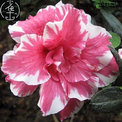 Desert Rose Seeds Balcony Potted Bonsai Plants Adenium Obesu