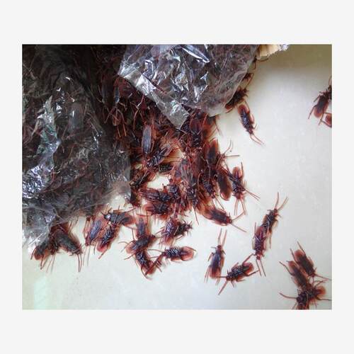April Fools Day pranks, gifts, tricky props, fake cockroach