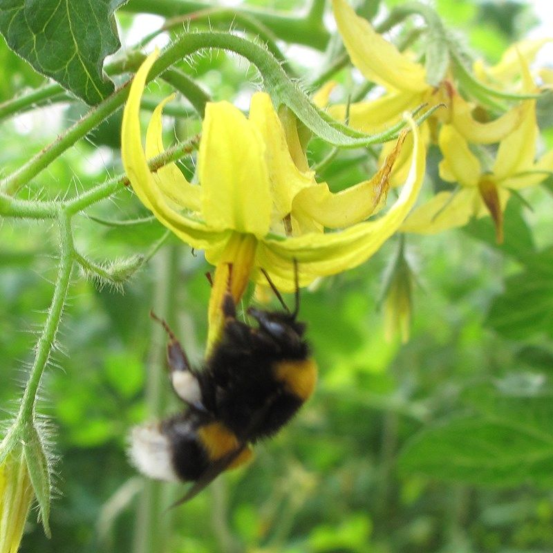 授粉熊蜂大棚花期通用专用蜂群蓝莓草莓番茄黄瓜北京农科院熊蜂箱,农用物资,授粉蜂,淘宝优惠券,粉丝福利购,淘宝优惠卷