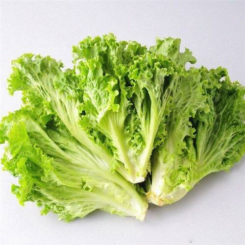 200 Lettuce Seeds good taste easy to grow great salad choice