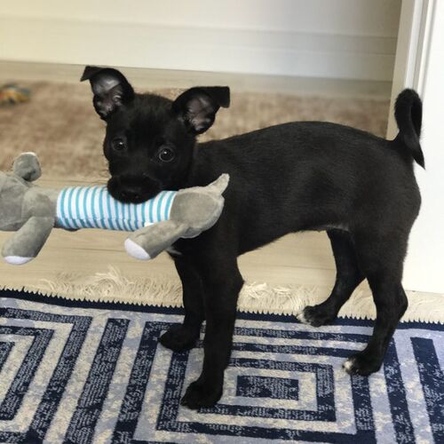 Funny Pet Dog Squeak Toys Pet Puppy Chew Squeaker Squeaky Pl