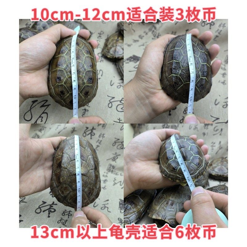 天然文玩真乌龟壳摇卦六爻文玩龟甲卜乾隆通宝铜钱 天然真草龟壳,家居饰品,国学摆件,淘宝优惠券,粉丝福利购,淘宝优惠卷
