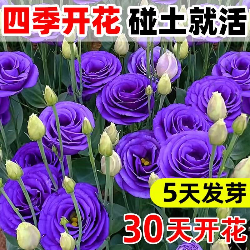 精品重瓣洋桔梗花种籽混色易活花卉种籽子四季播种开花室内外花籽