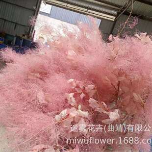 永生漂色雾中情人保鲜花黄栌干花婚庆软装家居插花 配材