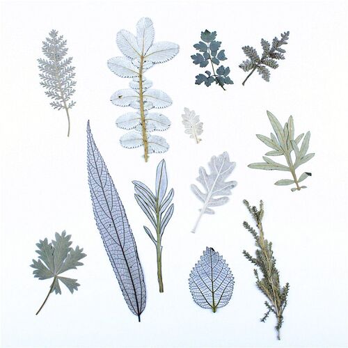 White Forest Real Leaf Material Package, Plant Specimen, Dri