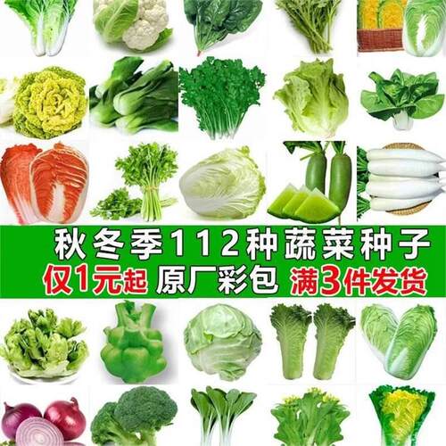 Vegetable seed planting, lettuce, spinach seeds, cabbage, r