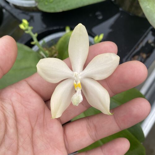 蝴蝶兰原生苗1.7寸杯小仙女