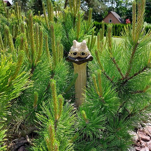 鸵鸟头鸡头FUNNY Hidden CHICKEN花园庭院装饰摆件