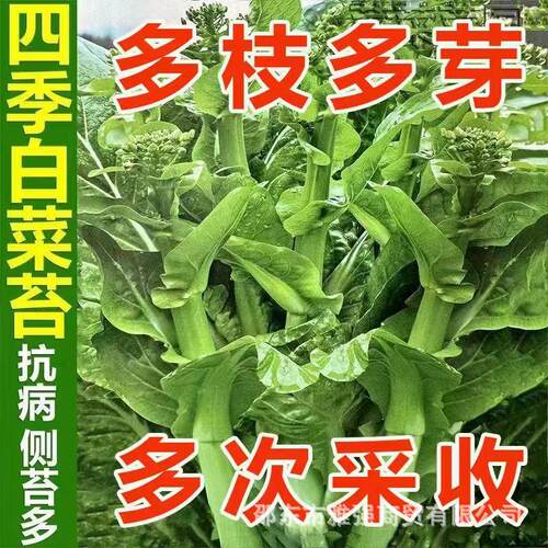 Early maturing cabbage moss seeds, four season cabbage hear
