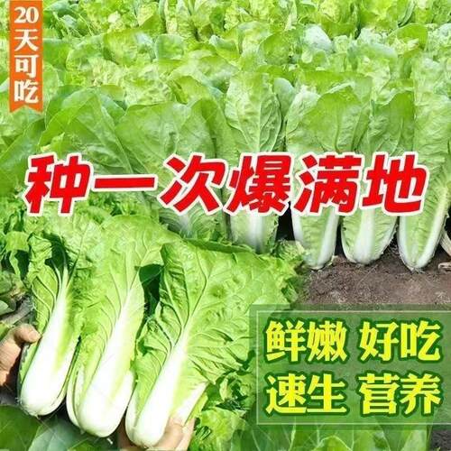 25 day fast growing vegetables with four seasons cream, fre