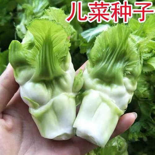 Sichuan childrens vegetable seeds, mustard seeds, seasonal