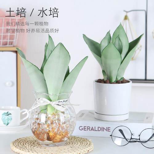 Hydroponic white jade tiger skin small potted plants, hydro