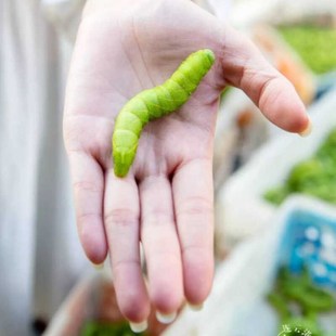 灌云豆丹豆虫鲜活钓鱼饵料豆青虫猪儿虫绿色大青虫鲶鱼饵宠物食物