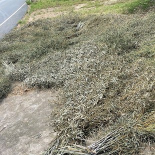 竹扫把原材料竹枝