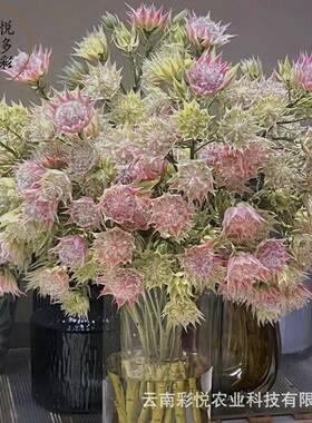 VGJ非国鲜产叶配草切花新配鲜娘花花