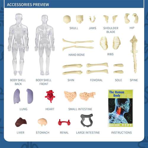 3D Clear Human Body Structure Model with Removable Organs