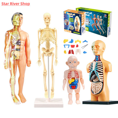 3D Human Body Torso Model Educational Assembly Learning DIY